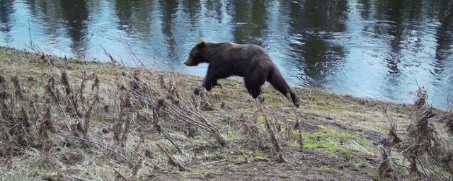 В Лесосибирске два медведя вышли на улицы города