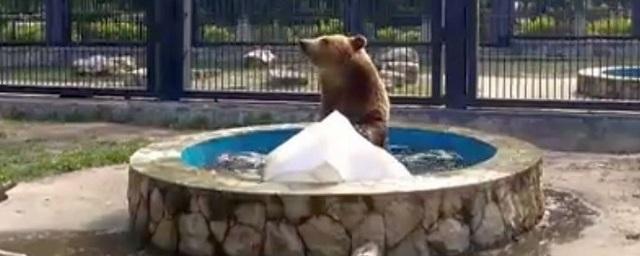 В зоопарке Воронежа сняли на видео «водные процедуры» медведицы