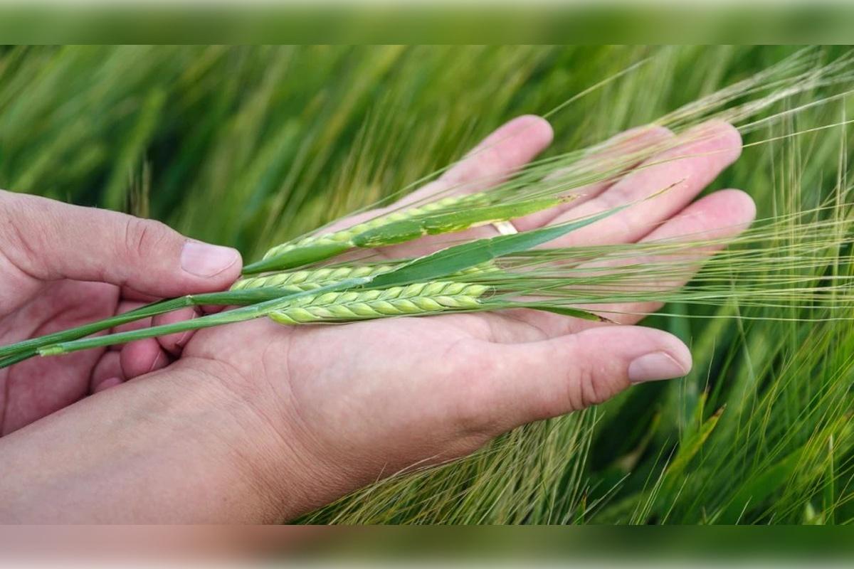 В Теньгушевском районе Мордовии не могут приступить к уборке урожая