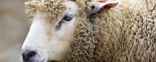 В Благовещенске выявили очаг оспы у овец
