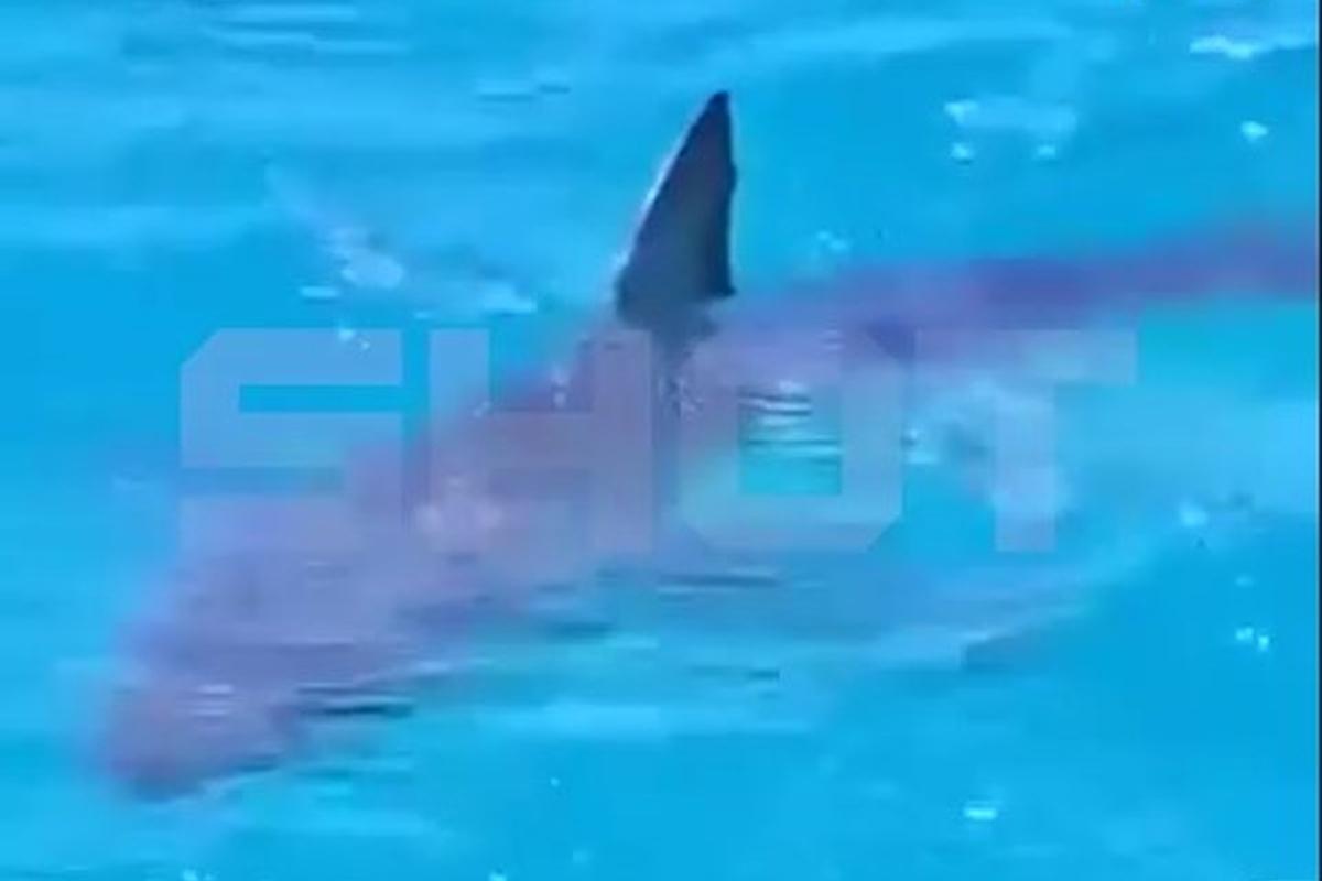 Плавать или нет — вот в чем вопрос: в Египте акулы «отобрали» берег у туристов