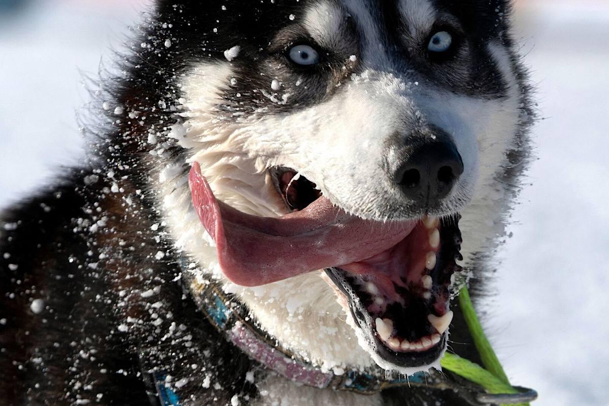 В Сочи вынесен приговор хозяину хаски, растерзавших лицо ребенка