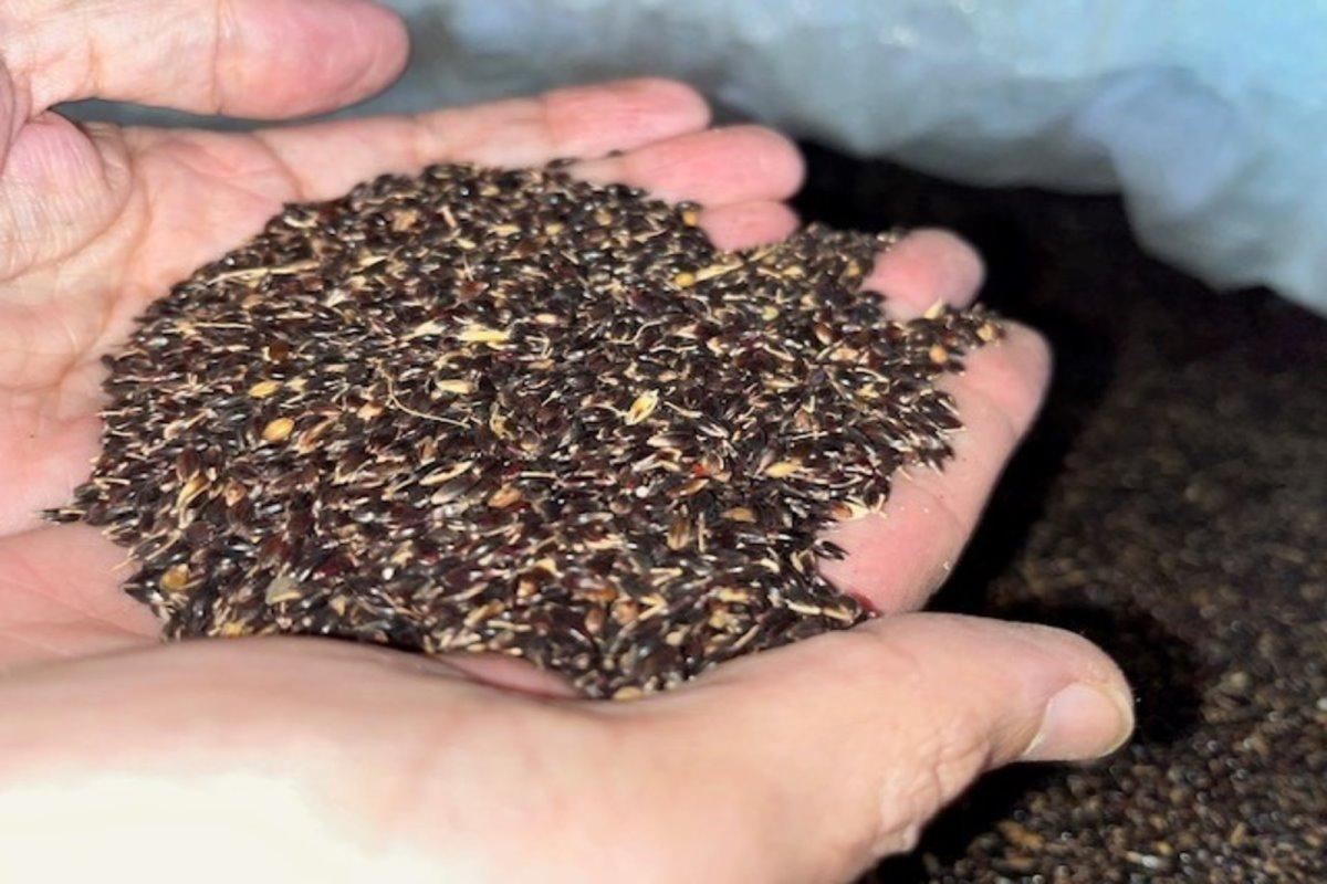 Свыше 1000 тонн семян сельхозкультур экспортировала Башкирия с начала года