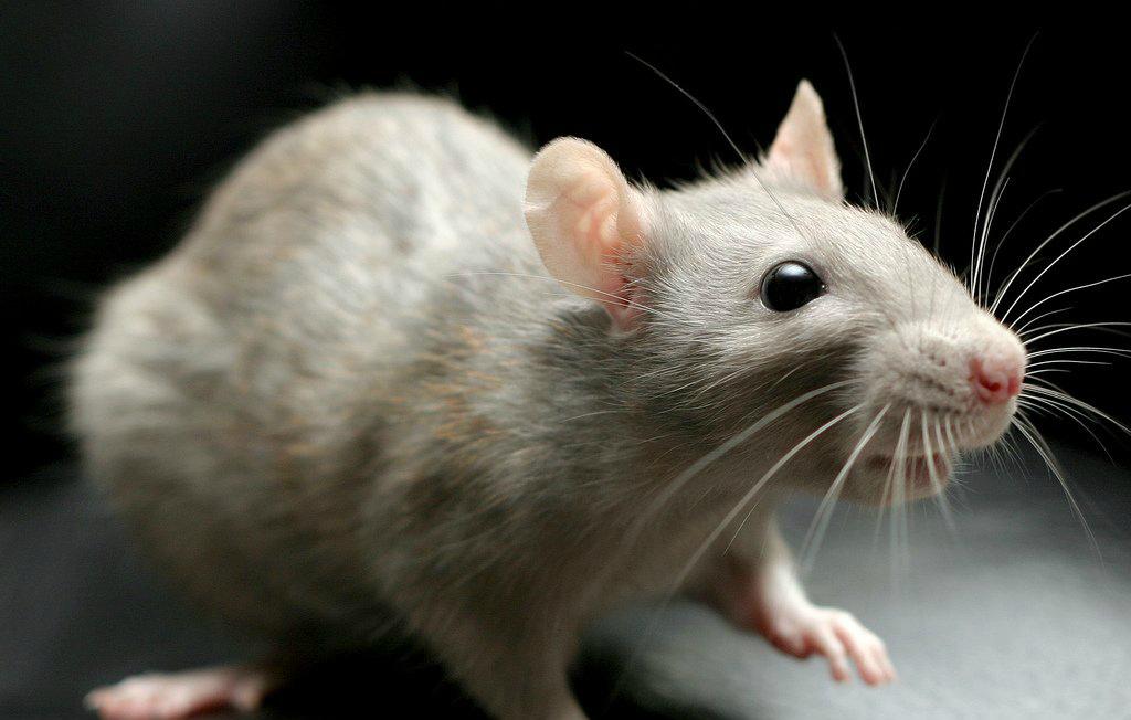 В России перед Новым годом спрос на крыс вырос в два раза