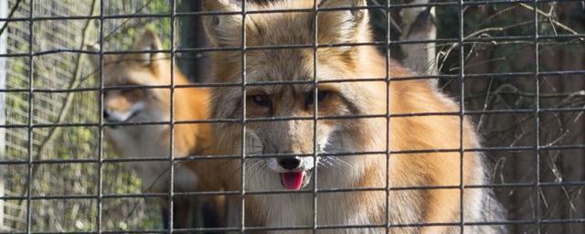 Зоопарк из Новой Каховки жив: опровергнуты данные о массовой гибели животных