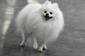 В новосибирском ЖК кане-корсо растерзала маленькую собаку на глазах у хозяйки