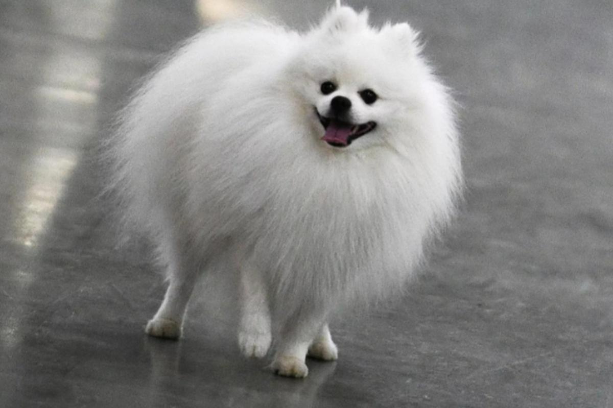 В новосибирском ЖК кане-корсо растерзала маленькую собаку на глазах у хозяйки