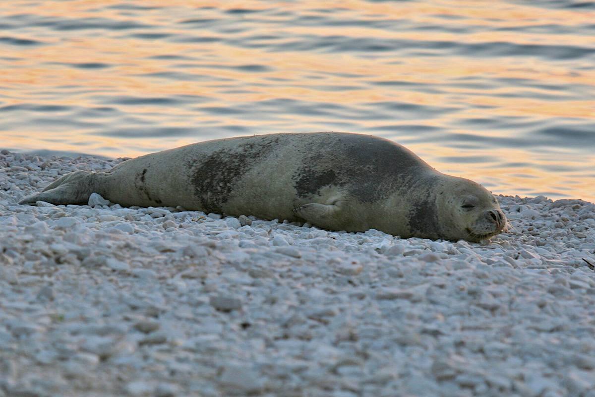 Сотни тюленей найдены мертвыми на берегу Казахстана