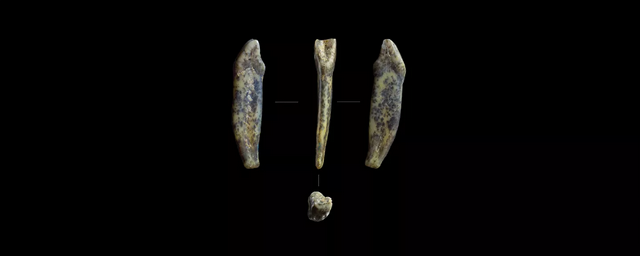 На Алтае обнаружили следы стоянки неандертальцев