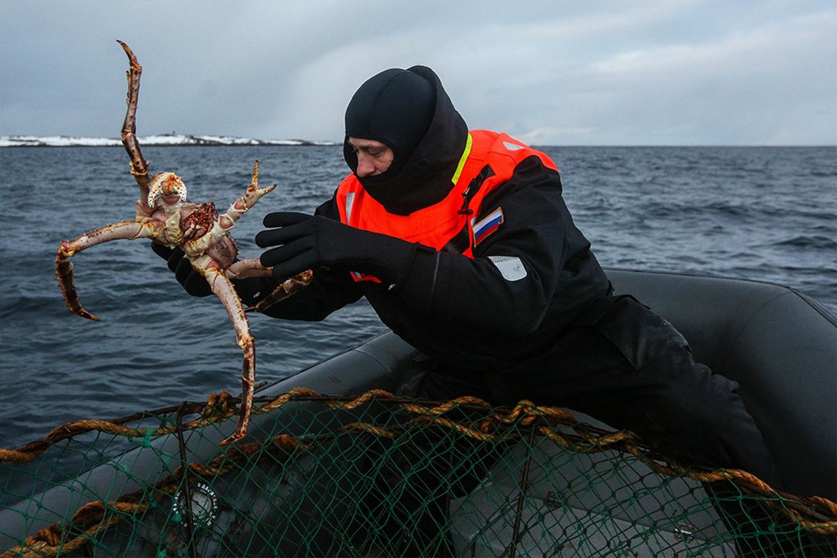 В Приморье планируют восстановить популяцию камчатского краба