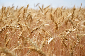 Турция решила ограничить поставки в страну пшеницы
