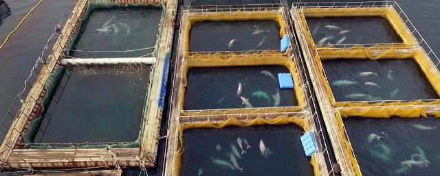 Минприроды создаст план по освобождению обитателей «китовой тюрьмы»