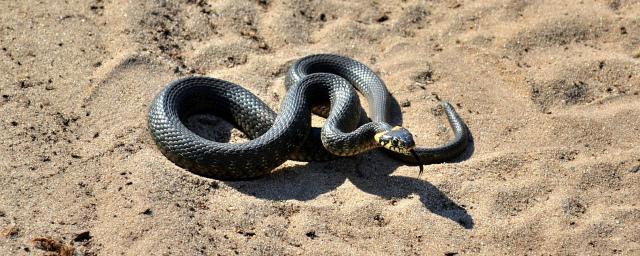 В Пскове из ларька в детском парке достали змею