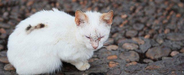 Житель Коми убил кота в стиральной машине