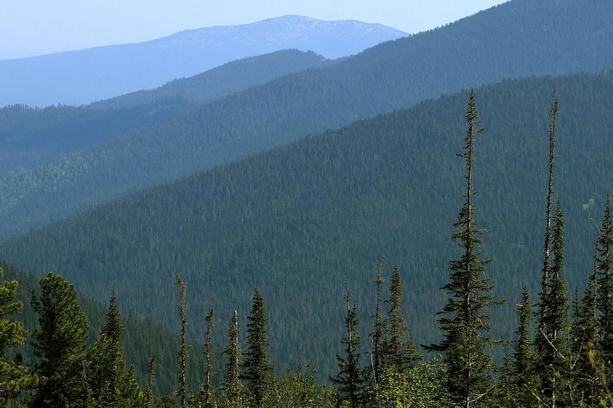 В Калужской области отменили ограничения на посещение лесов