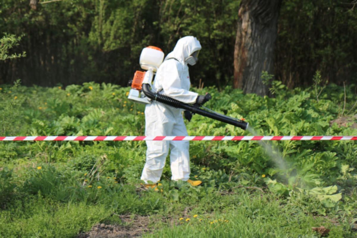 В Костроме завершились плановые мероприятия по уничтожению борщевика Сосновского