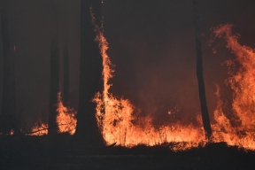 Минприроды Калужской области: с начала года в регионе произошло пять лесных пожаров
