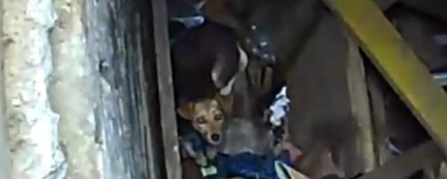 В Новосибирске спасатели вызволили упавшую в погреб бродячую собаку