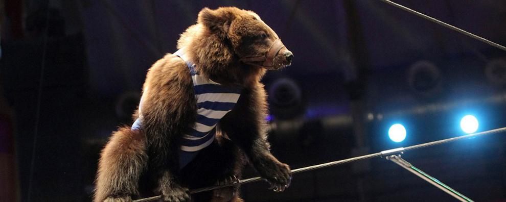 Медведь напал на дрессировщика и его сына в Подмосковье