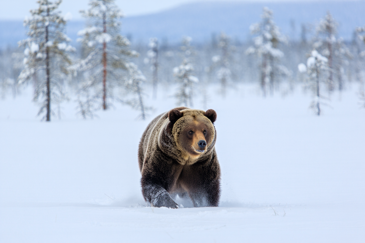 Эксперт рассказал о росте численности медведей в Сибири