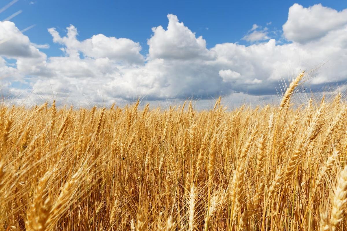 Россия поставила за рубеж рекордные 55,3 млн тонн пшеницы