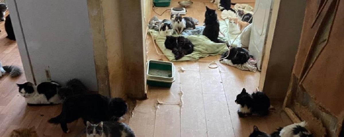 В Новосибирске женщина завела 66 кошек в 1-комнатной квартире, соседи пытаются вразумить кошатницу через суд