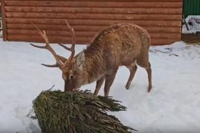 Деликатес, забава, украшение: обитателям ивановского зоопарка подарили более 100 елок