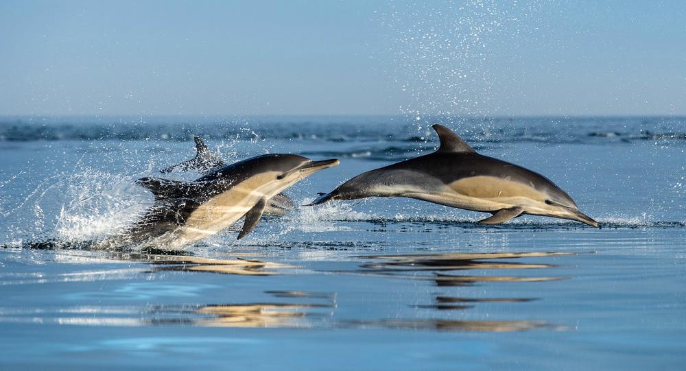 На Кубани отметят Всемирный день китов и дельфинов