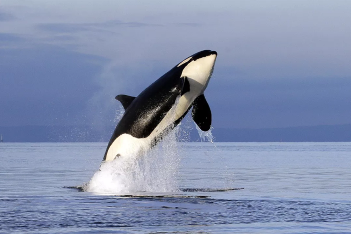 Косатки потопили 12-метровую яхту у берегов Португалии