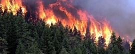 В России площадь лесных пожаров может стать рекордной
