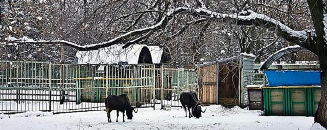 В Ростове у зоопарка начали работать новые парковки