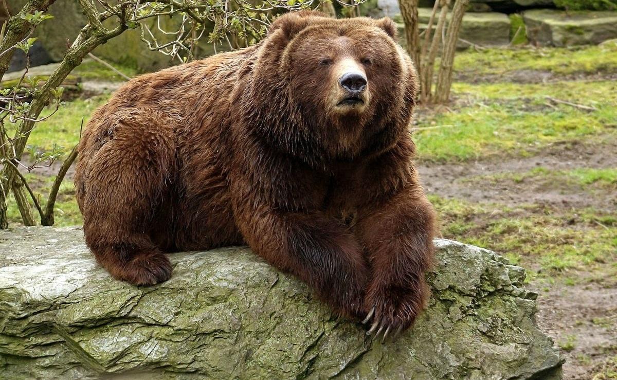 В Красноярском крае работодателя наказали условно за подростка, растерзанного медведем в природном парке