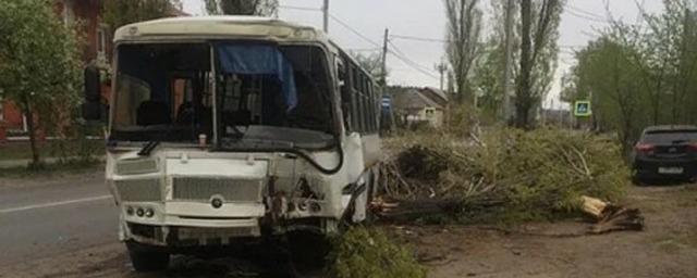 В Воронеже автобус повалил дерево после столкновения с иномаркой