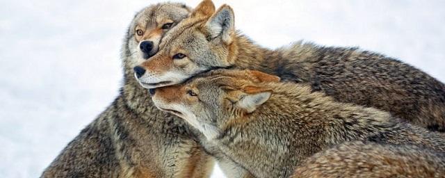 Ученые из США объяснили нападение койотов на человека привычкой охотится на крупную дичь