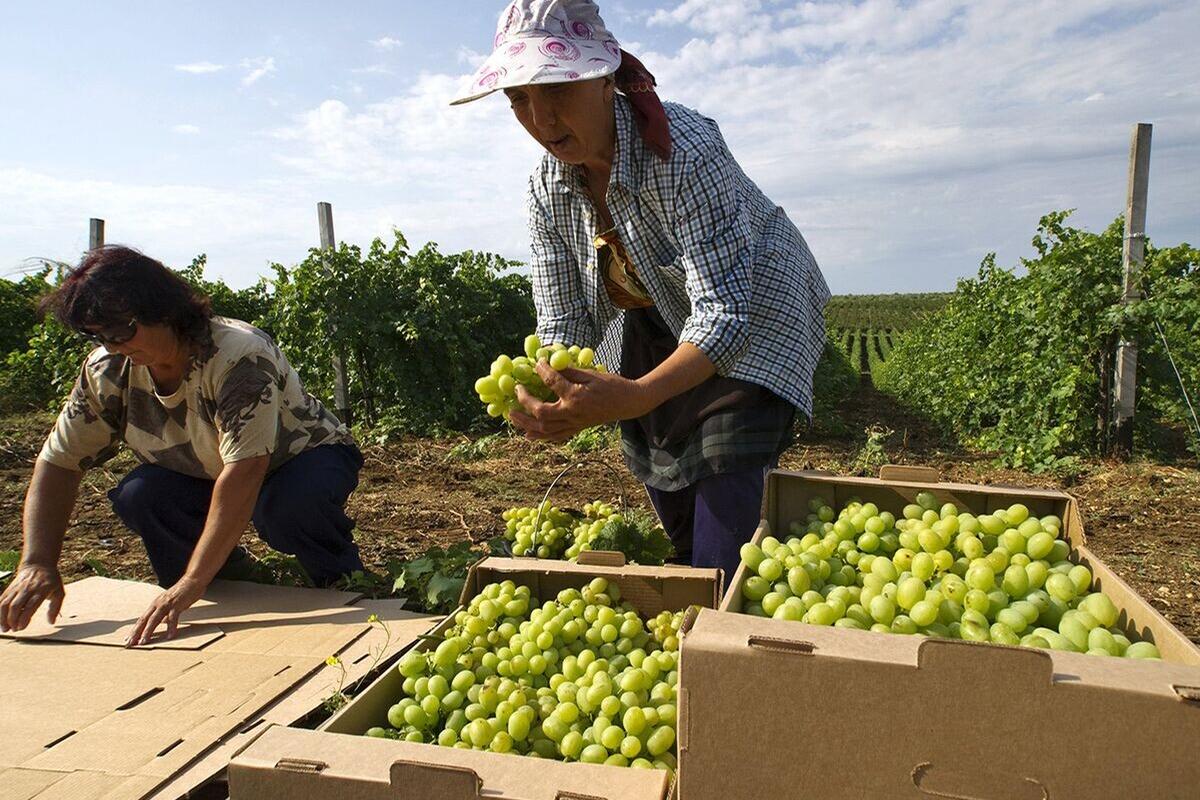 Урожай винограда в Крыму в 2025 году снизится на 15-18% из-за заморозков