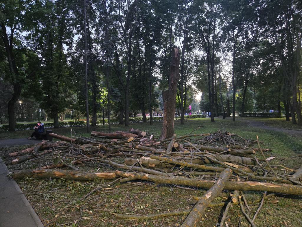 Прокуратура проверит законность вырубки деревьев в парке «Быханов сад»