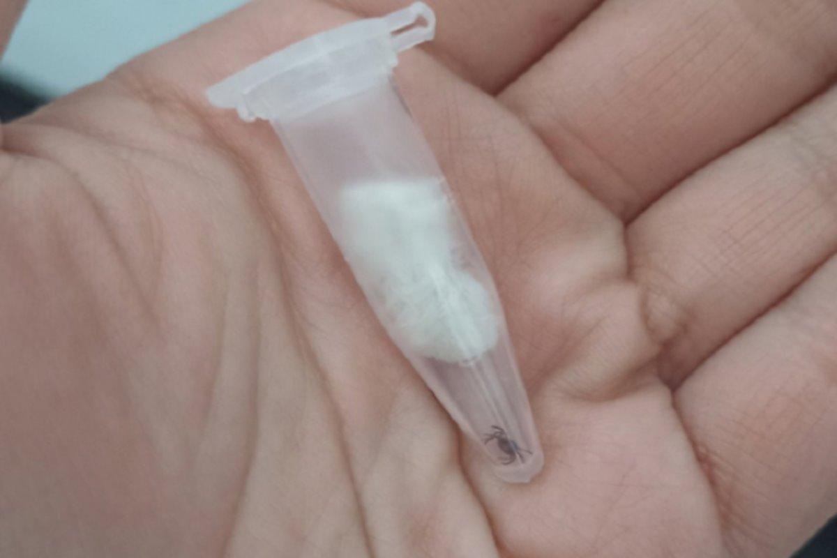 В Костромской области свыше 700 человек пострадало от укусов клещей за минувшую неделю