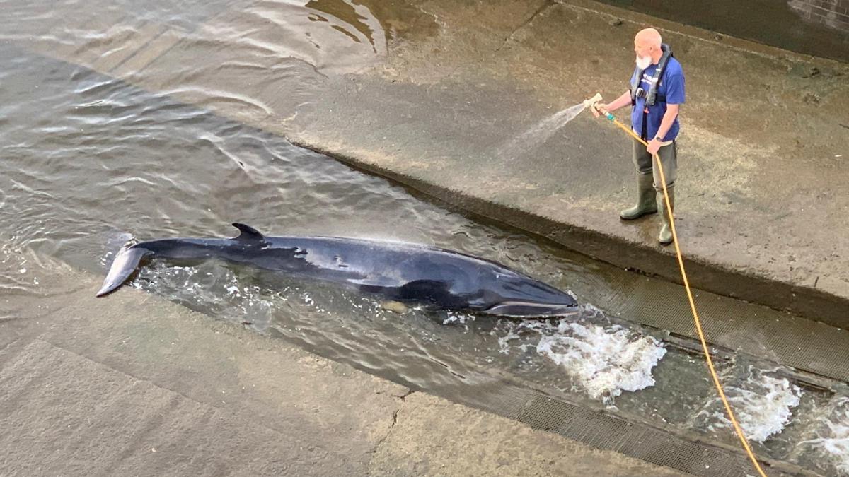 Британские спасатели освободили застрявшего на мели в Темзе детеныша кита
