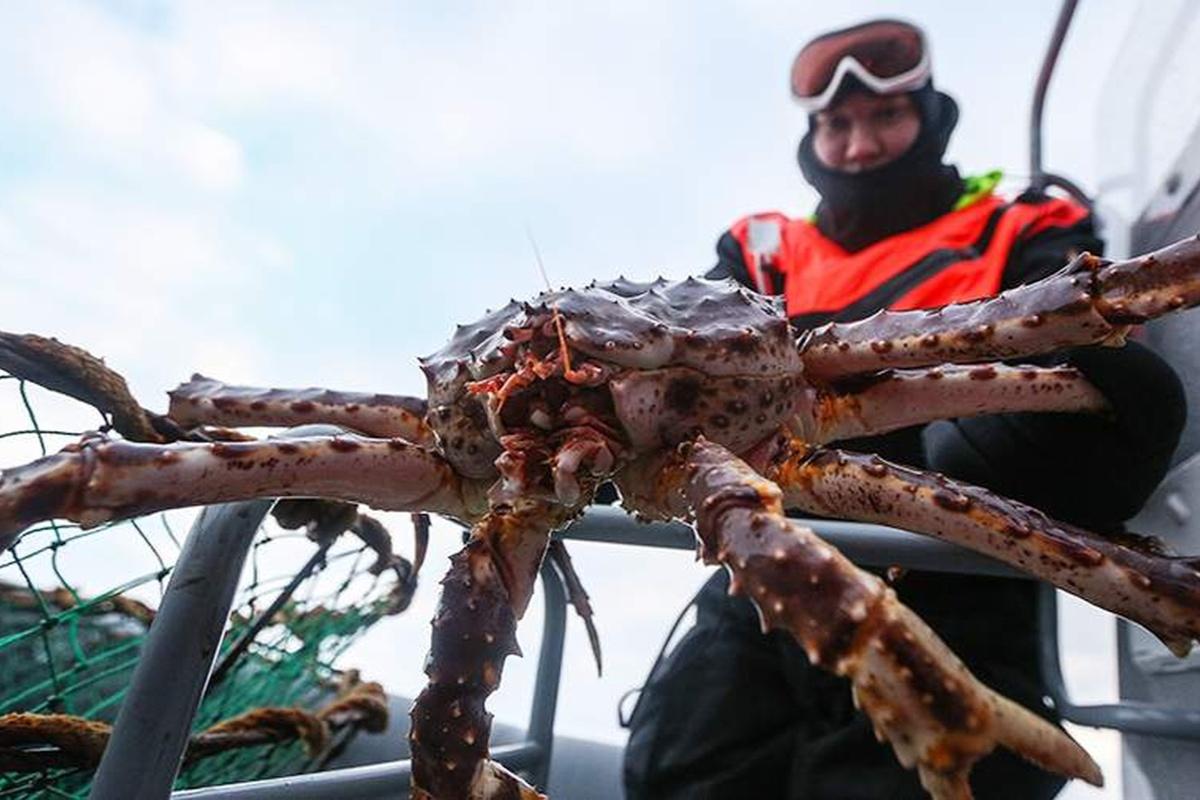 Морепродукты из Новгородской области активно закупают Германия, Гонконг и Азербайджан