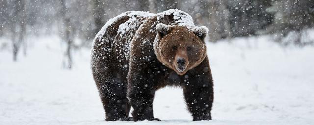 Медведь держит в страхе жителей поселка под Новосибирском