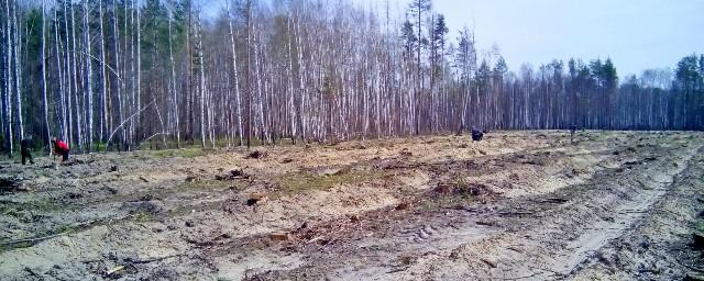 В пострадавшем от пожара рязанском заказнике высадили 12 тысяч сосен