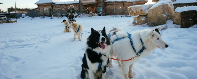 Комплекс «Чочур Муран» в Якутии загрязнил водоем и плохо ухаживал за собаками