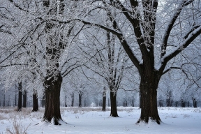 В Челябинске из-за аномального мороза ученикам начальной школы отменили уроки