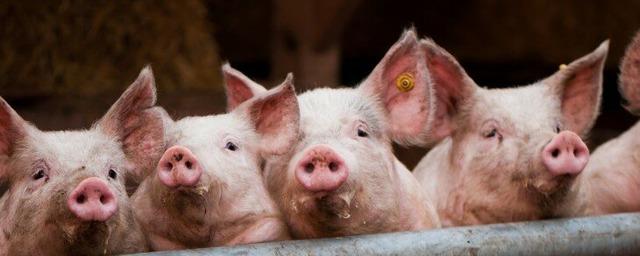 В Приамурье вновь выявлен очаг африканской чумы свиней