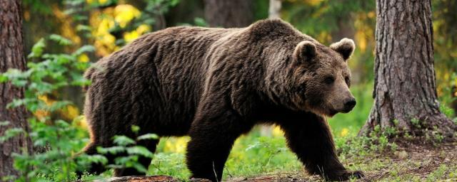 A bear that killed two dogs in Boguchany village was shot dead in Krasnoyarsk Krai