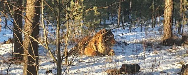 Пойманный под Воронежем тигр Шерхан отказывается от еды