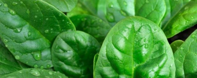 В Великобритании вырастили мышечную ткань миокарда из листьев шпината