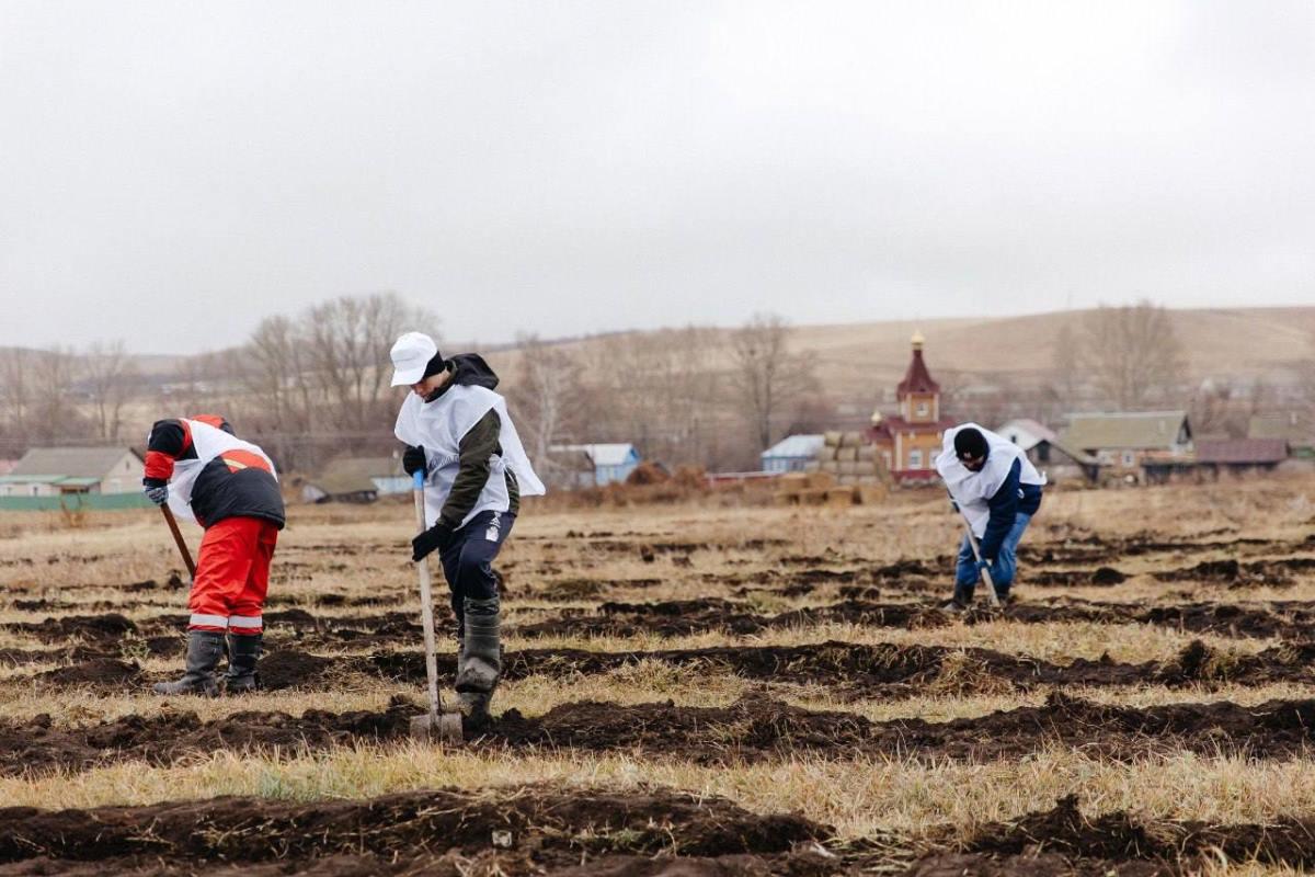 В Оренбуржье ведутся осенние работы по восстановлению леса на площади около 300 га