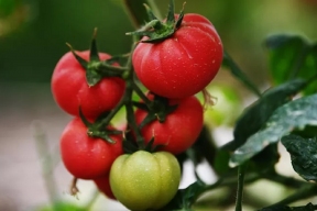 Ученые рассказали, как сохранить томаты свежими