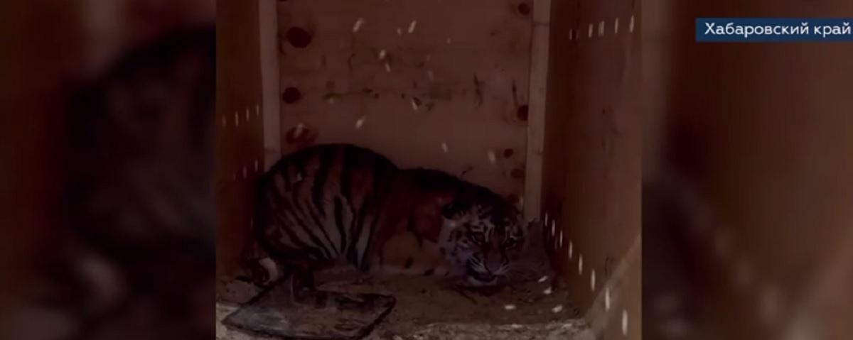 Губернатор Михаил Дегтярев подтвердил, что найденного в Хабаровском крае тигренка назвали Бархат